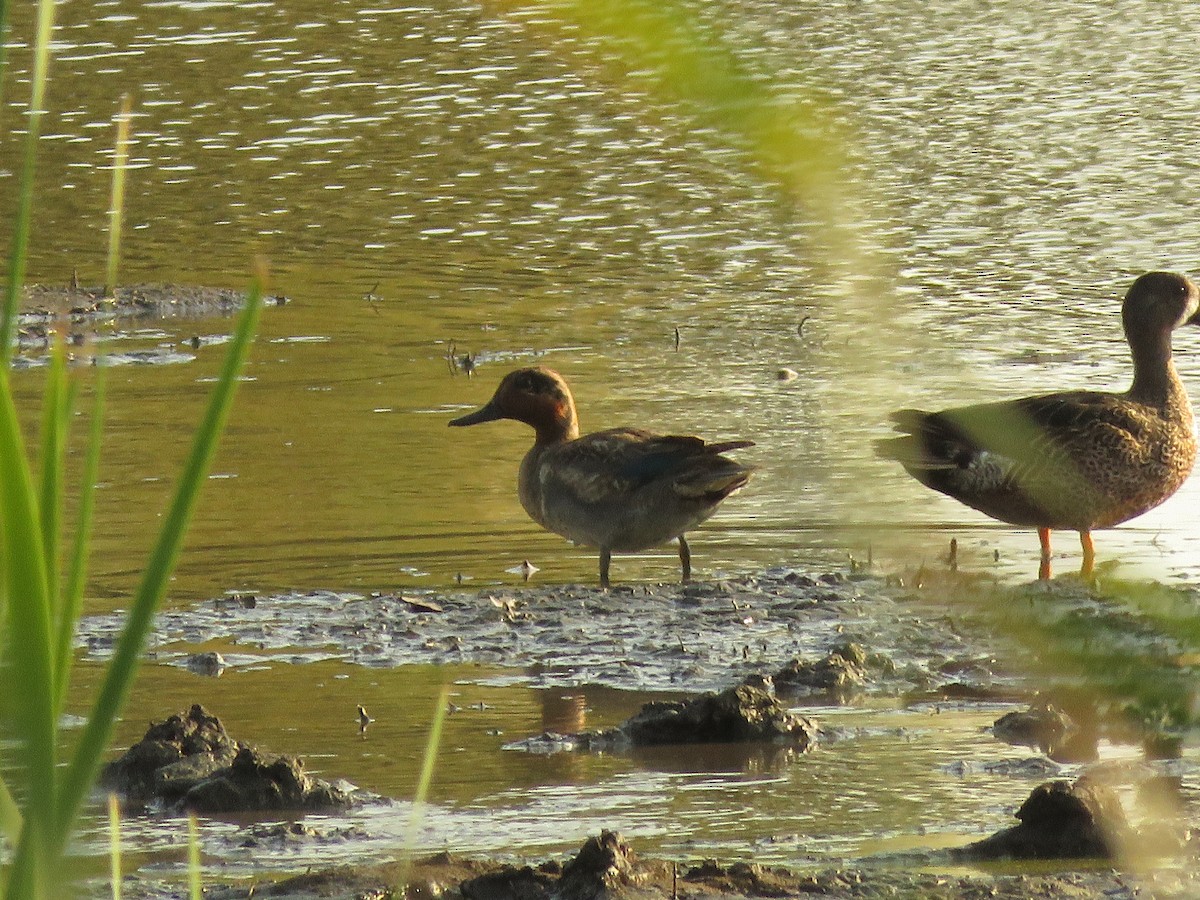 Green-winged Teal (American) - Eric R. Gulson-Castillo