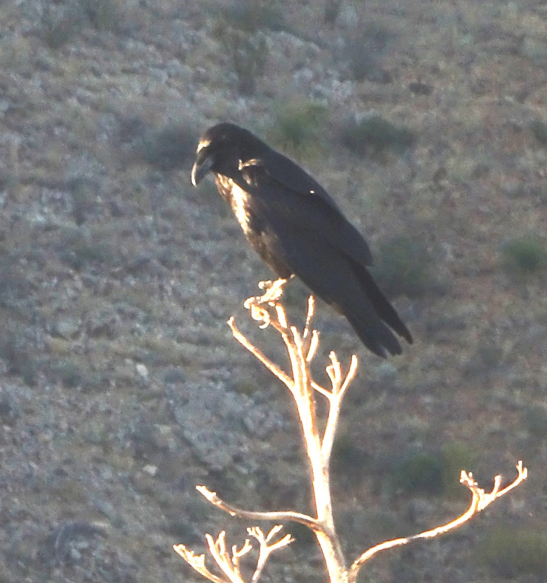 Common Raven - ML388122691