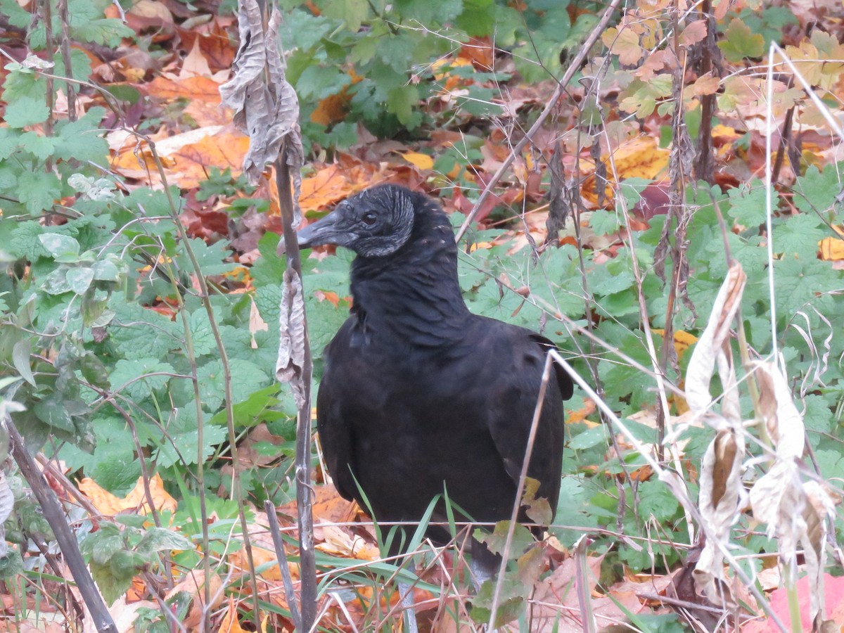 Black Vulture - ML388122971