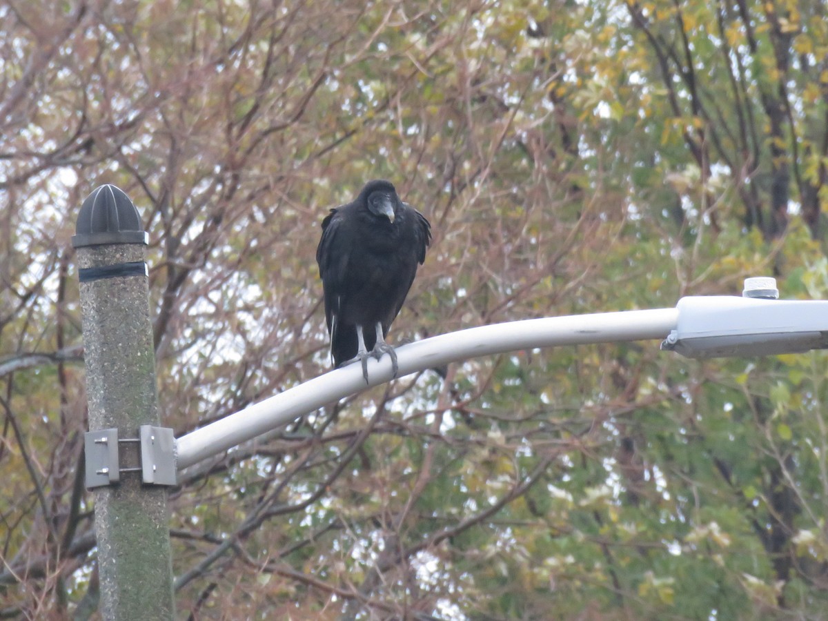 Black Vulture - ML388122981