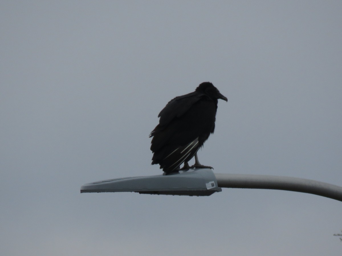 Black Vulture - ML388122991