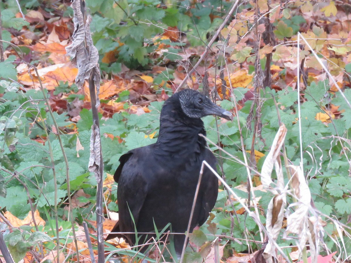 Black Vulture - ML388123001