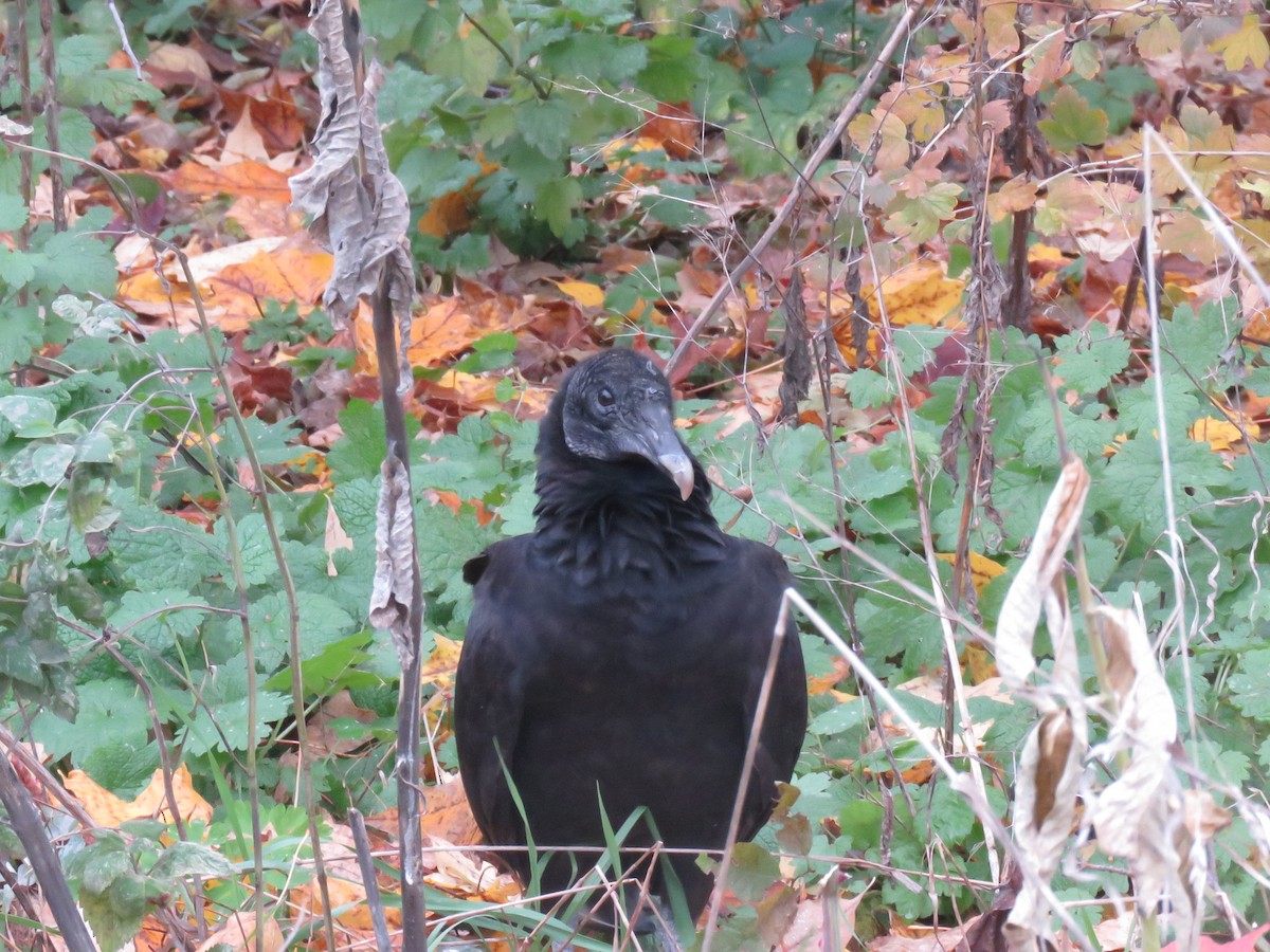 Black Vulture - ML388123021