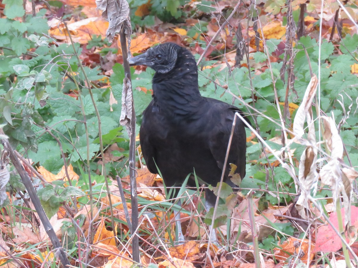 Black Vulture - ML388123031