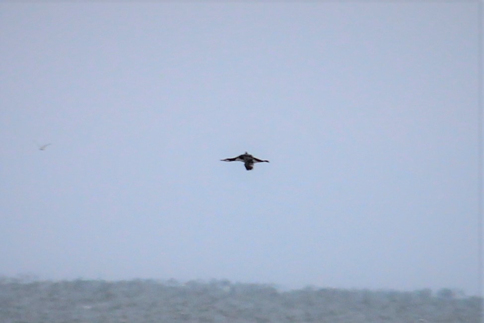 Common Loon - James Kerner