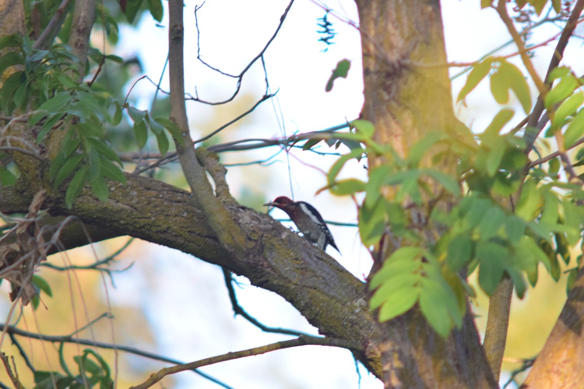 Red-breasted Sapsucker - ML388124001