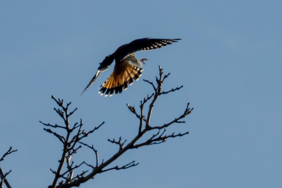 American Kestrel - ML388124871