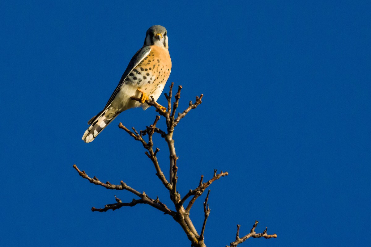 American Kestrel - ML388124971