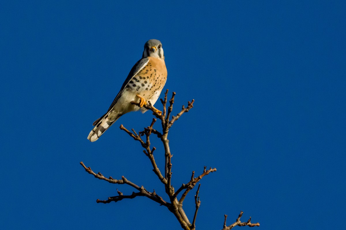 American Kestrel - Miles Ross