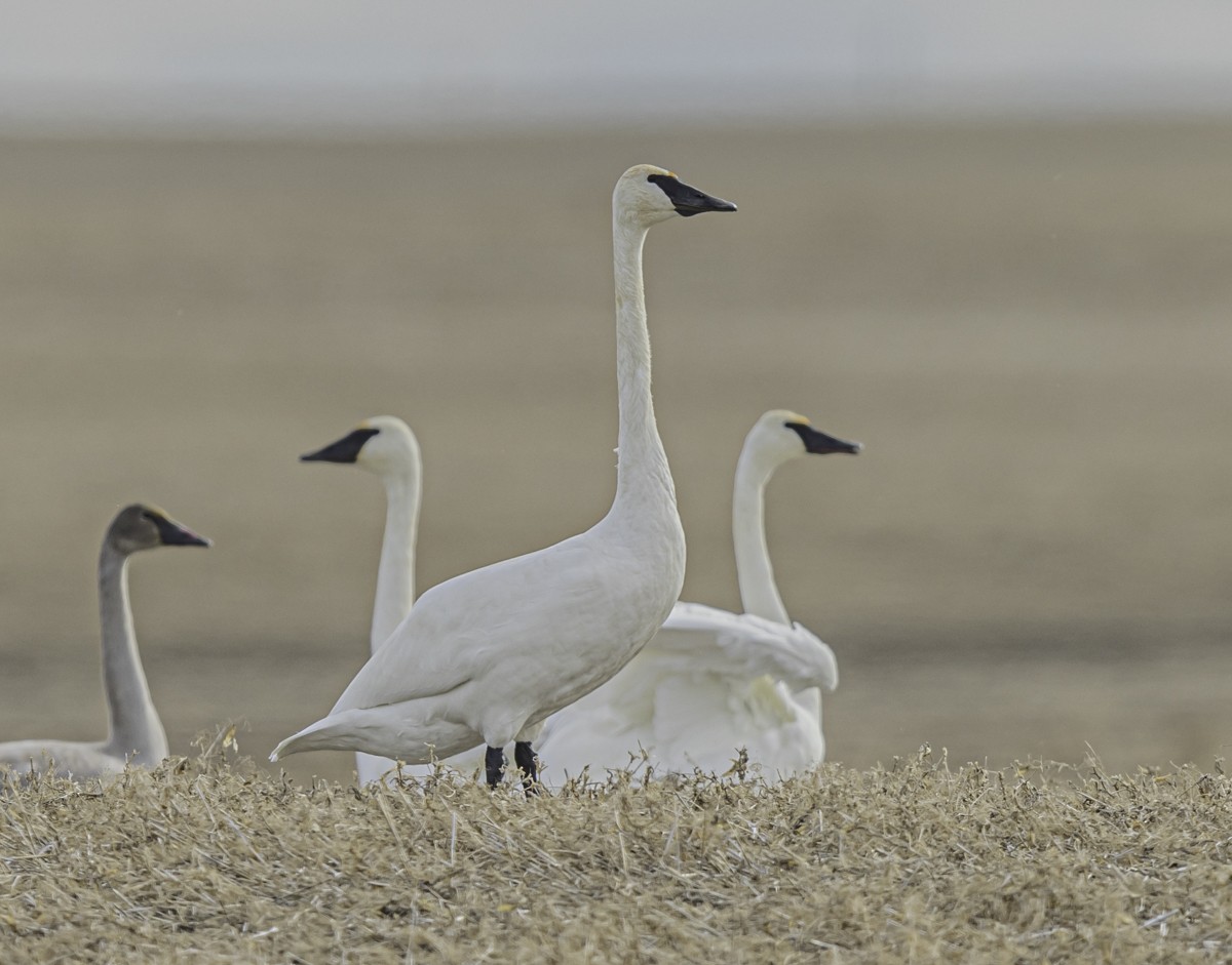 Trumpeter Swan - ML388126461