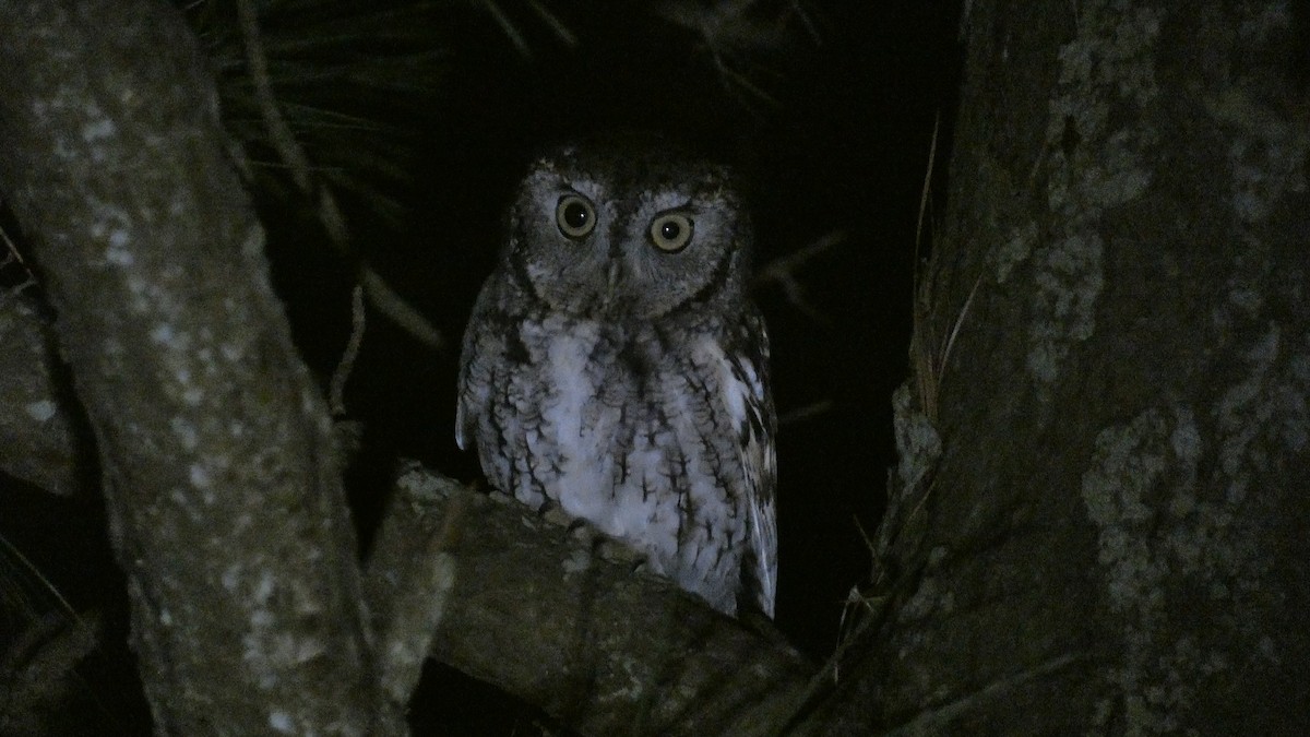 Eastern Screech-Owl - ML388128501
