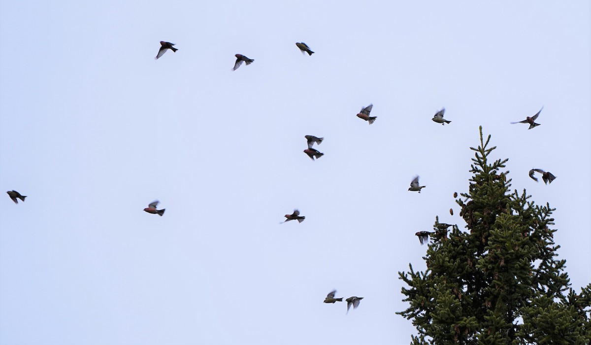 White-winged Crossbill - ML388129431