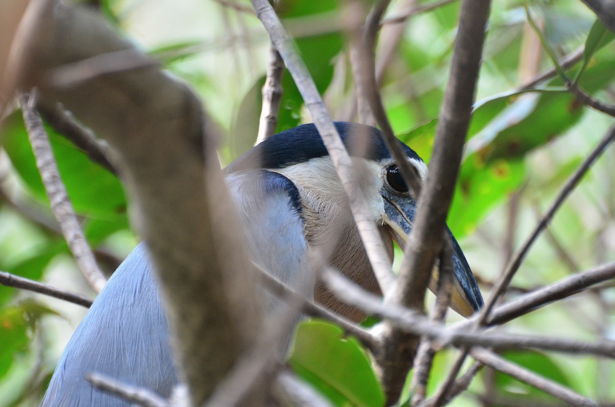 Boat-billed Heron - ML388130181