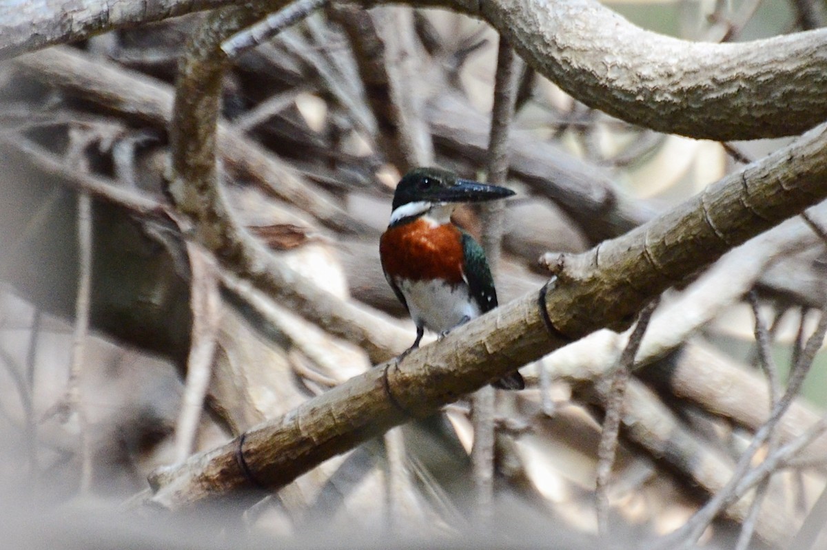 Amazon Kingfisher - Hunter Hebenstreit