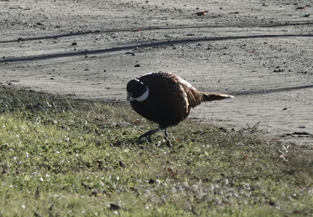 Ring-necked Pheasant - Jeanne-Marie Maher