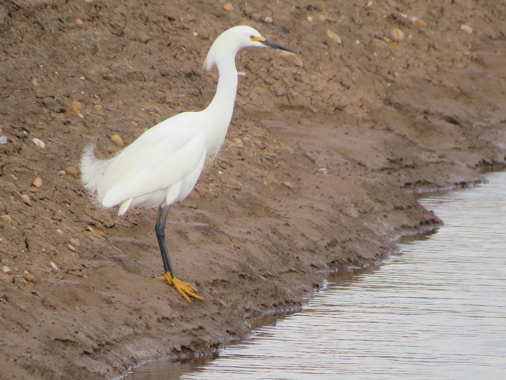 Snowy Egret - ML388132131