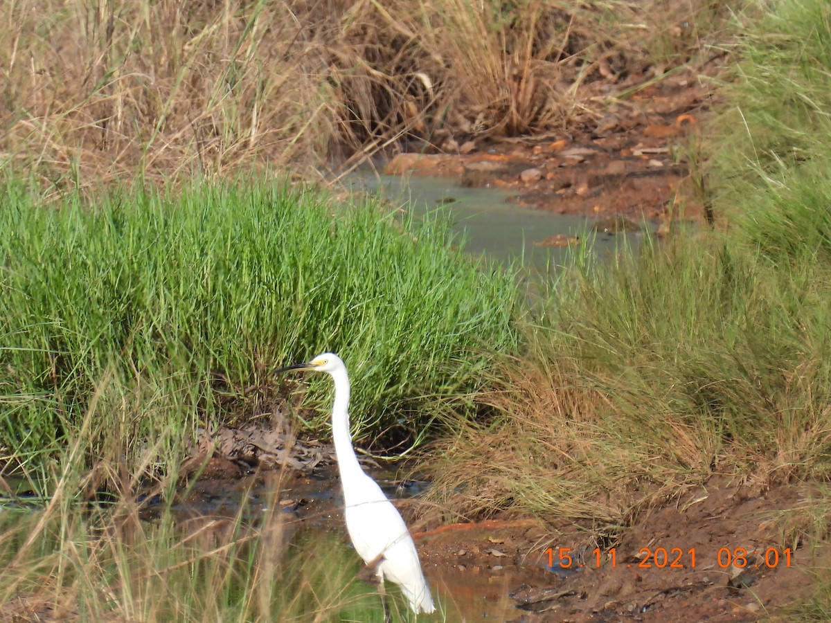 Little Egret (Australasian) - ML388134861
