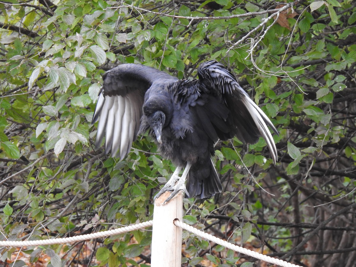 Black Vulture - ML388134951