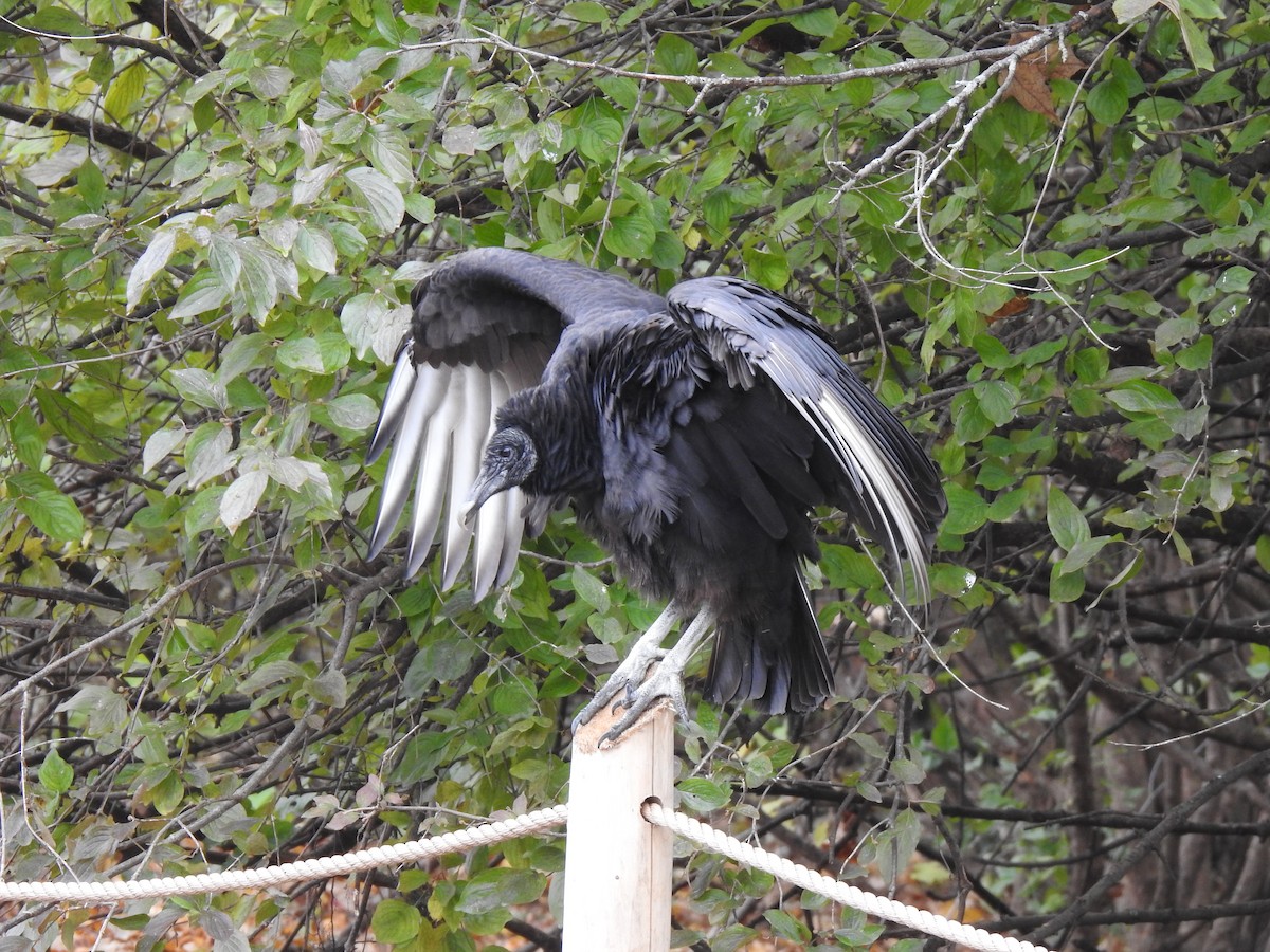 Black Vulture - ML388135081