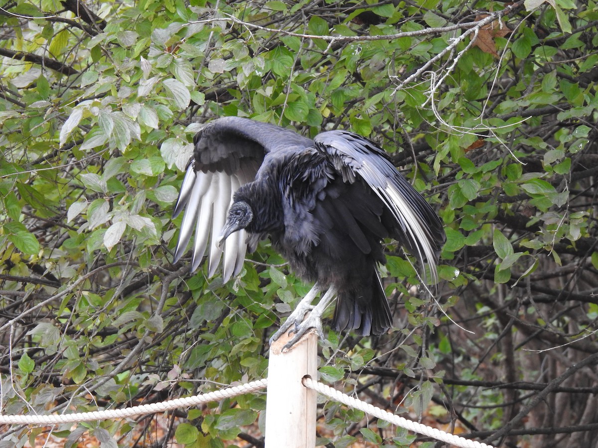 Black Vulture - Janet Pellegrini