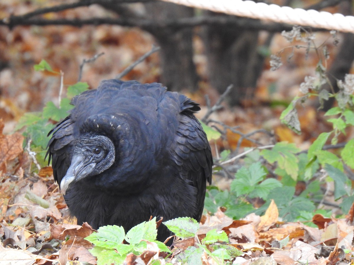 Black Vulture - ML388135491