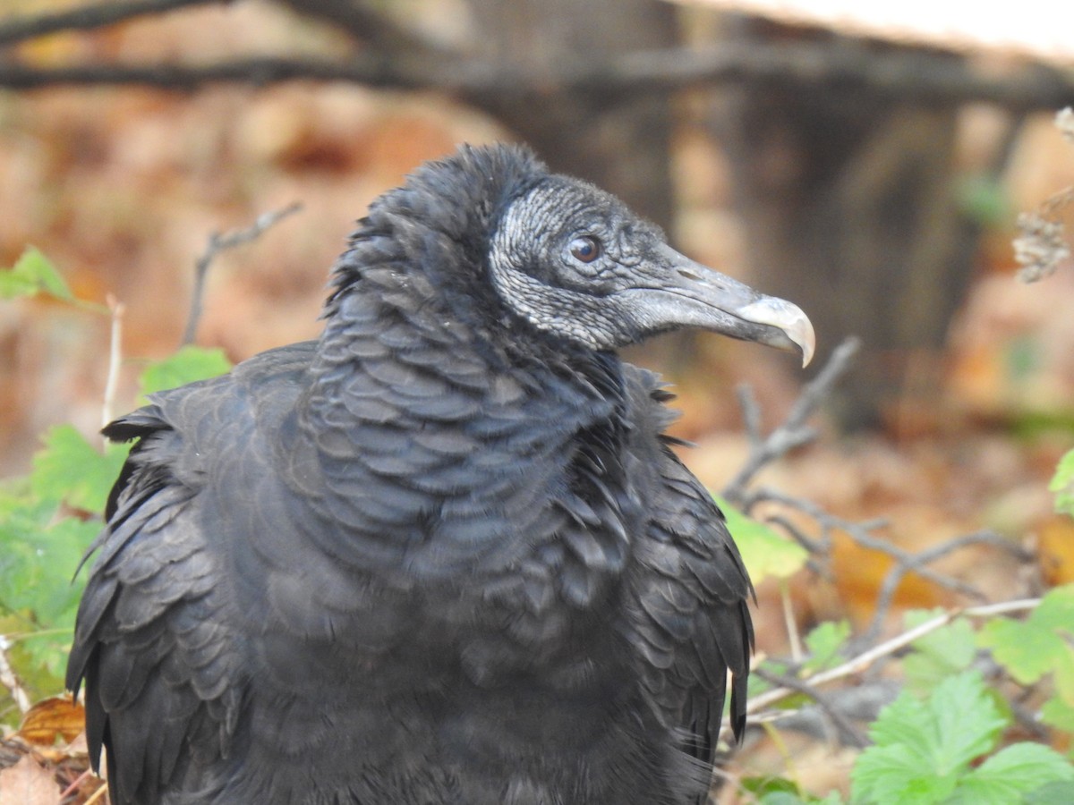 Black Vulture - ML388135661