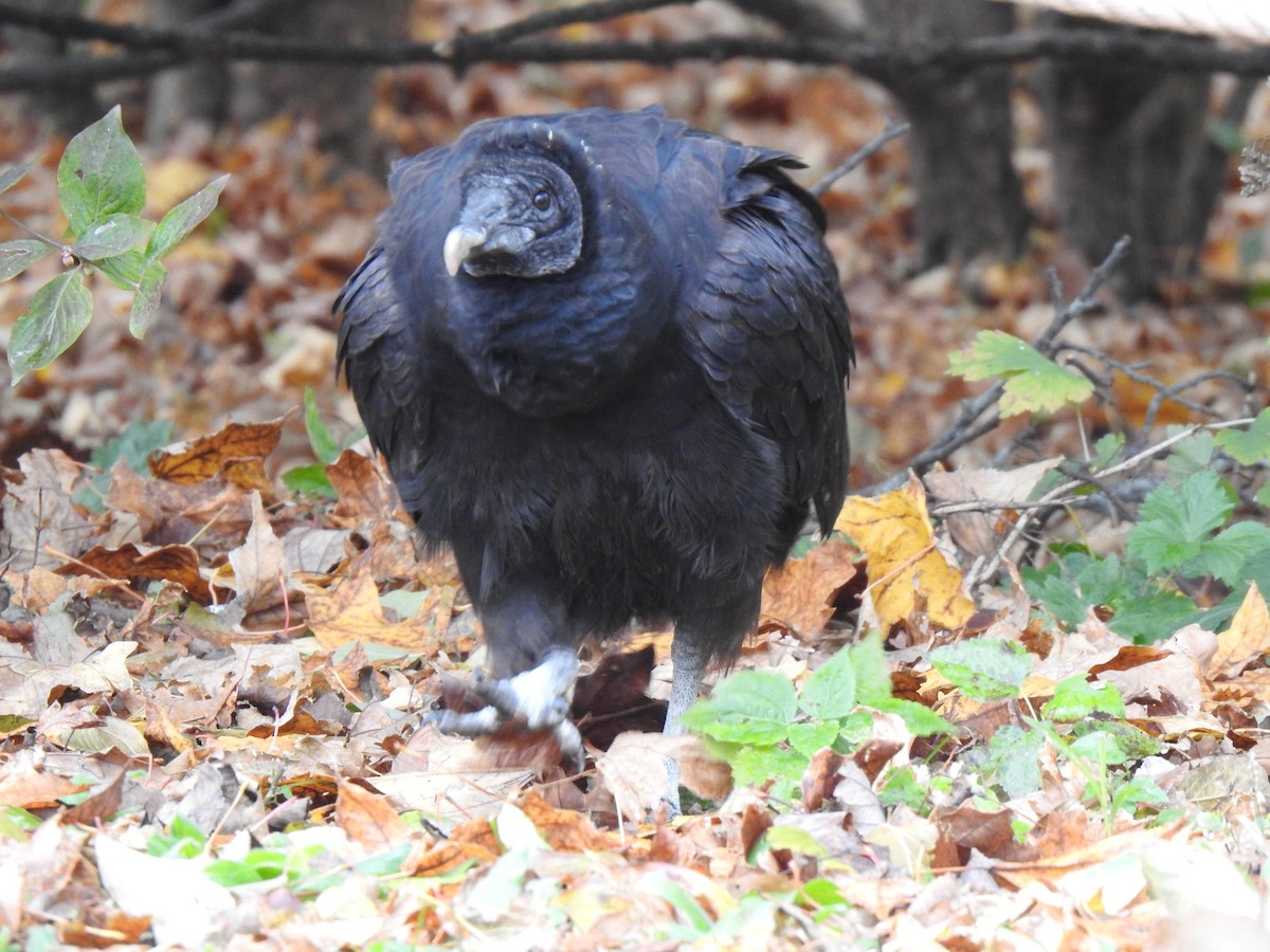 Black Vulture - ML388135691