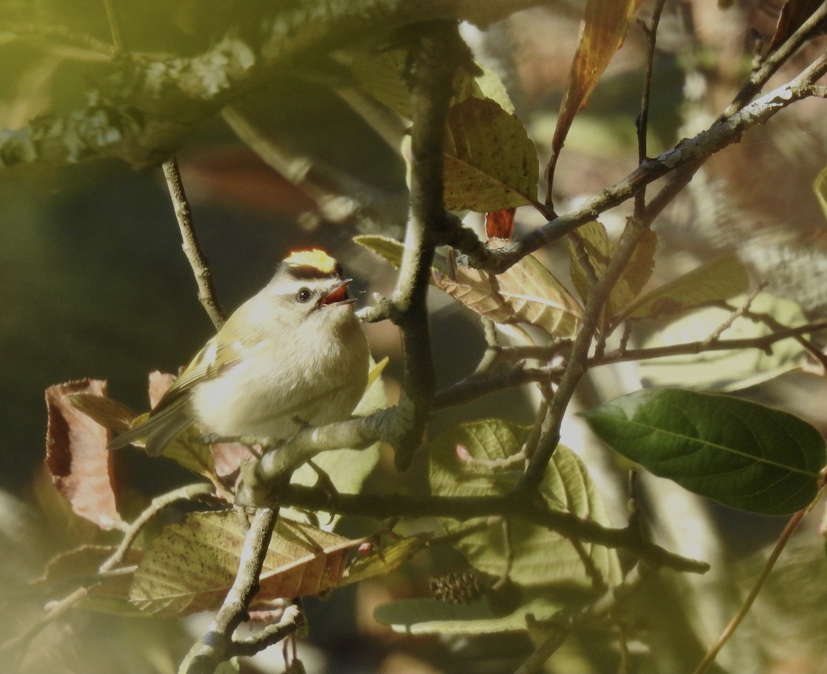 Golden-crowned Kinglet - ML388135701