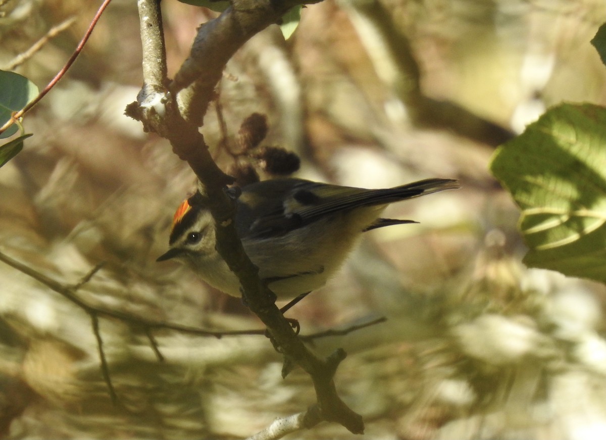 Golden-crowned Kinglet - ML388135721