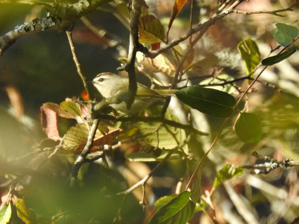 Golden-crowned Kinglet - ML388135801