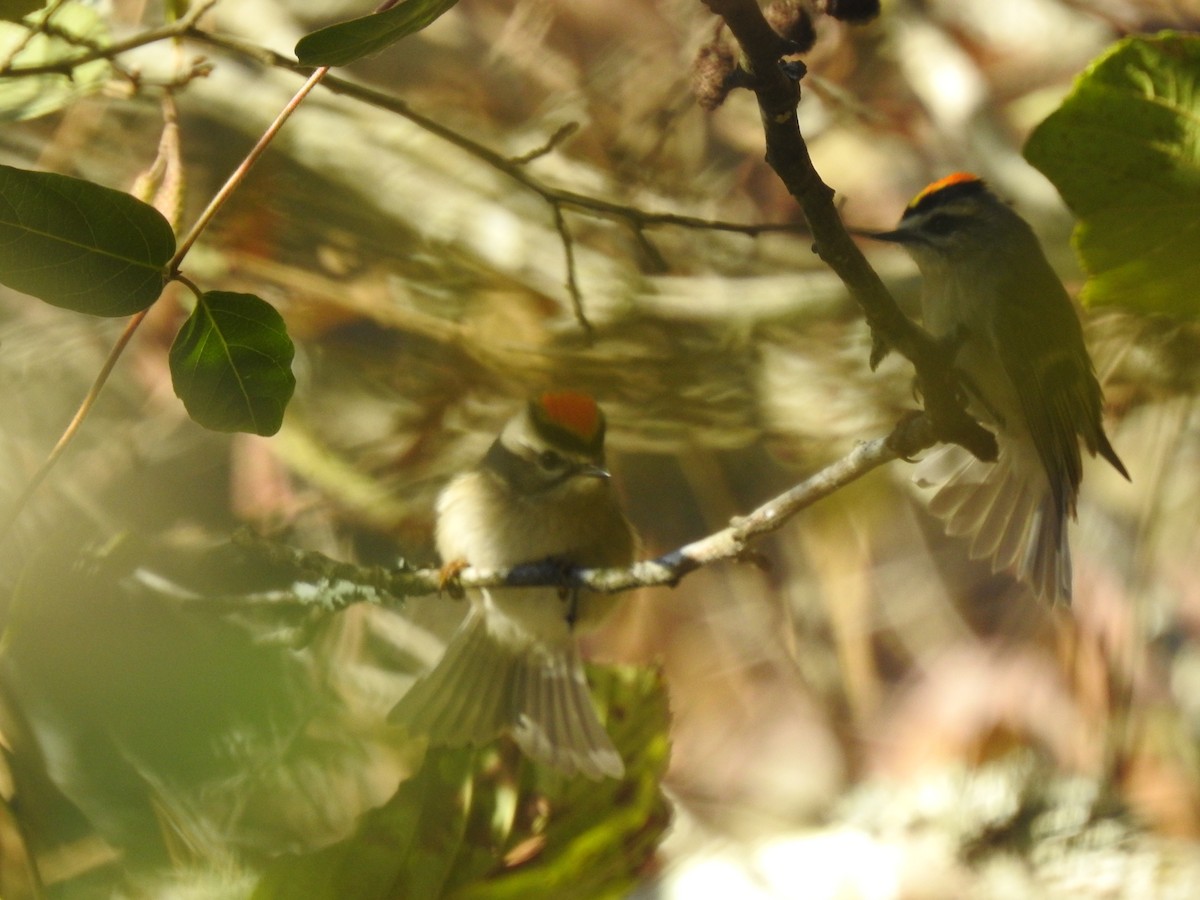 Golden-crowned Kinglet - ML388135811