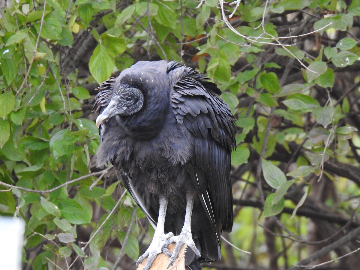Black Vulture - ML388135921