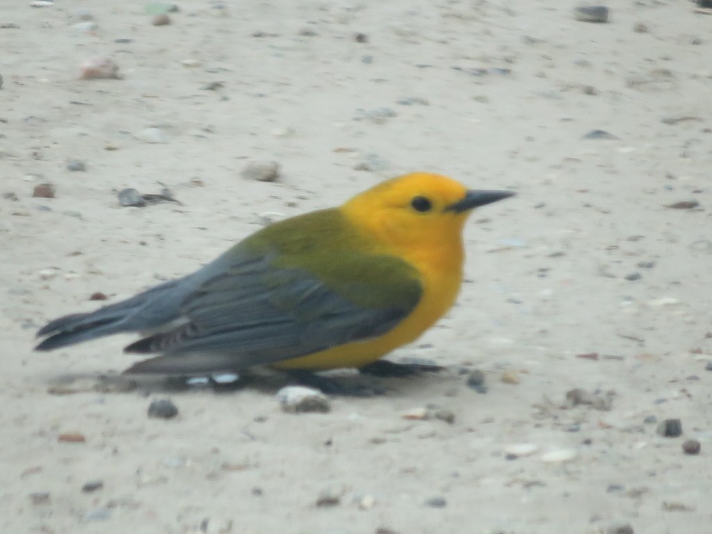 Prothonotary Warbler - ML388136231