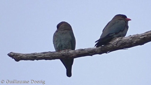 Dollarbird - ML388137391