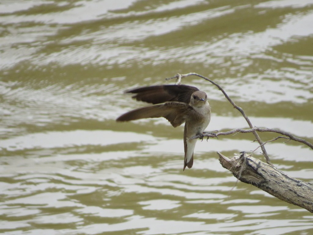 Northern Rough-winged Swallow - ML388138381