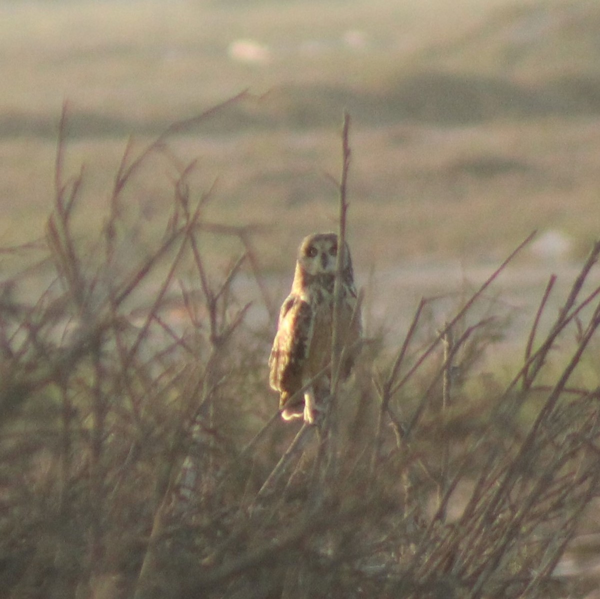 Short-eared Owl - ML388140281