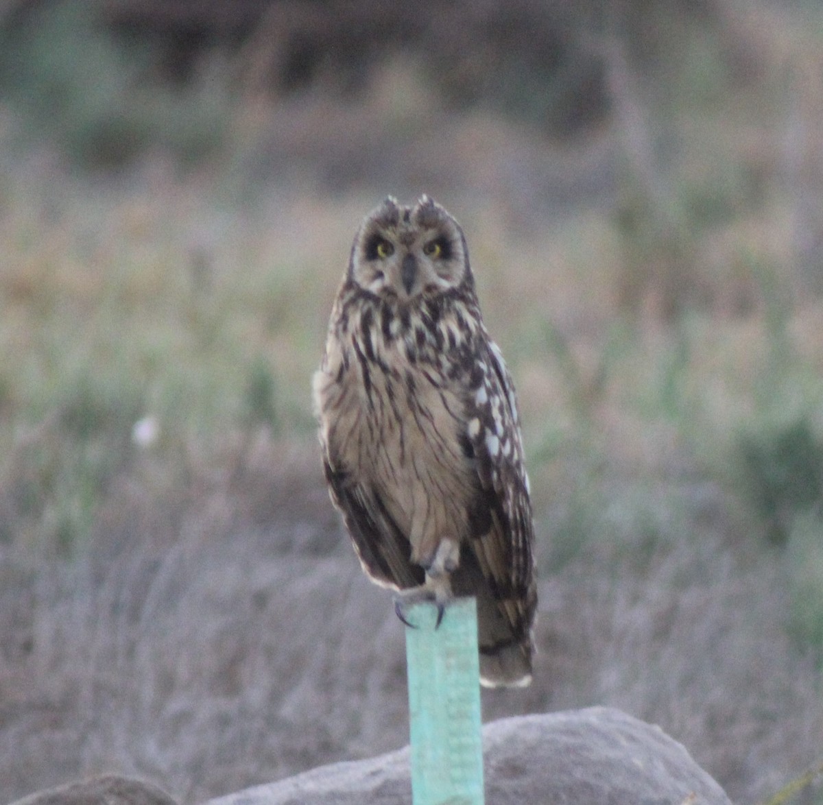 Short-eared Owl - ML388140331