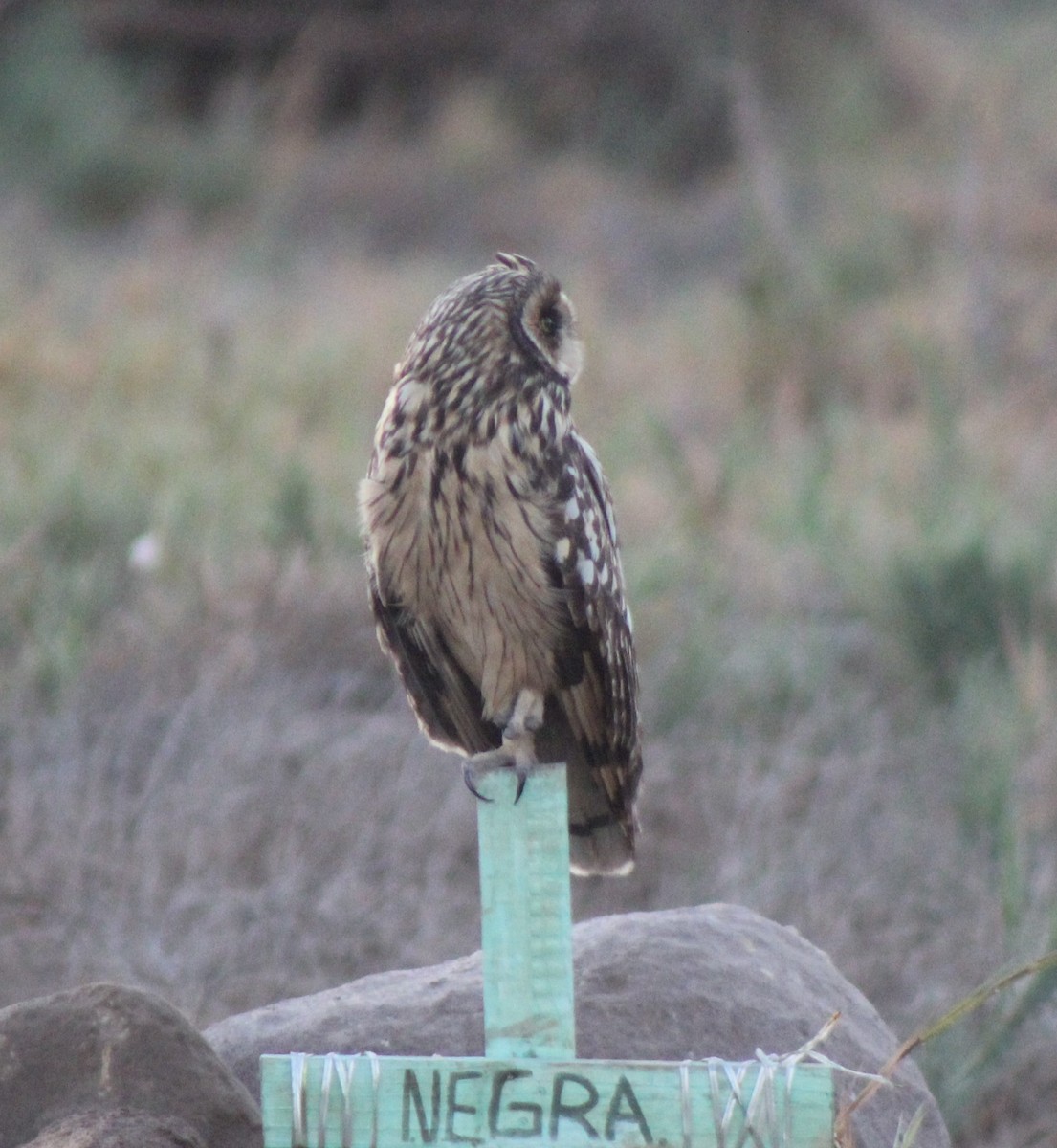 Short-eared Owl - ML388140341