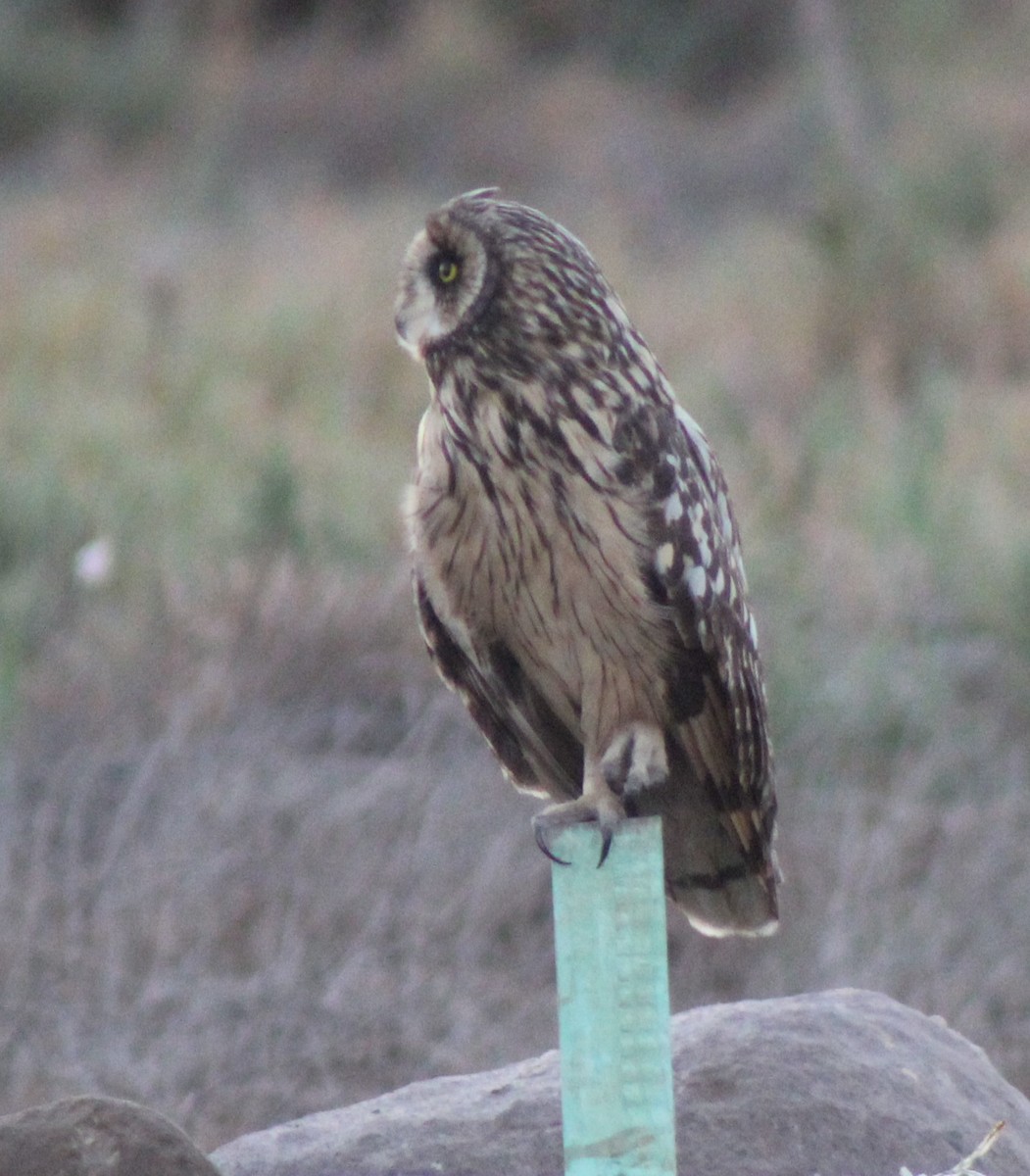Short-eared Owl - ML388140351