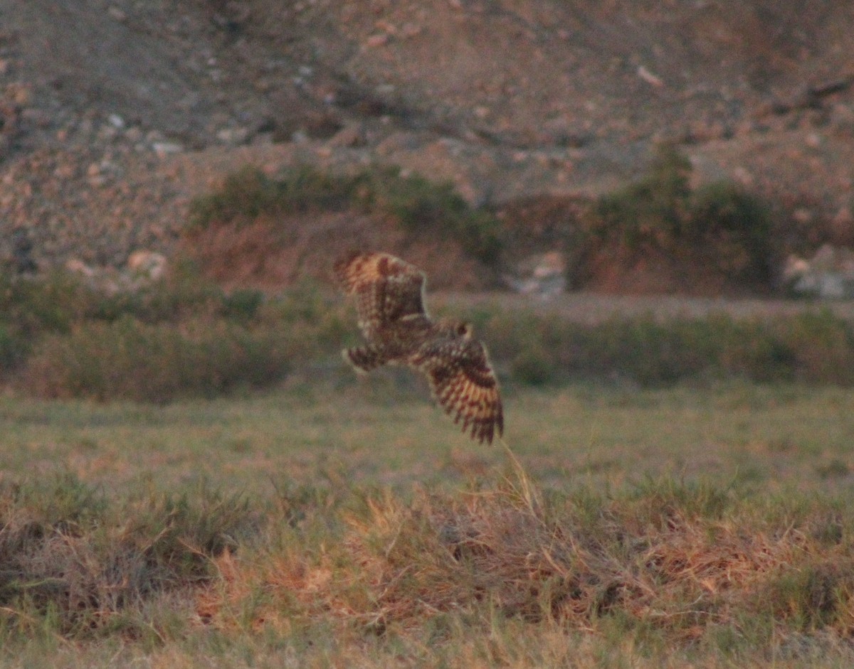 Short-eared Owl - ML388140361