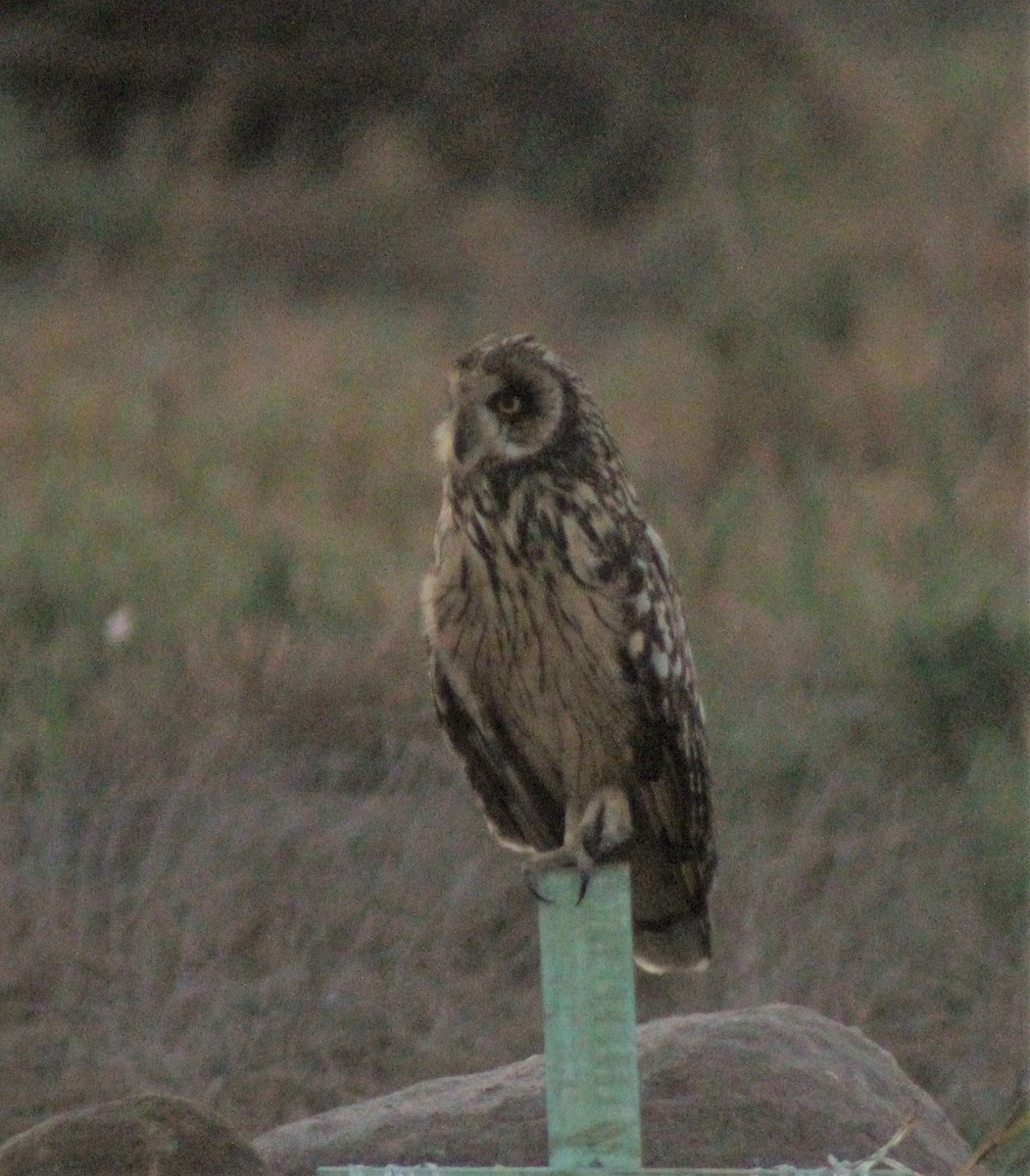 Short-eared Owl - ML388140371