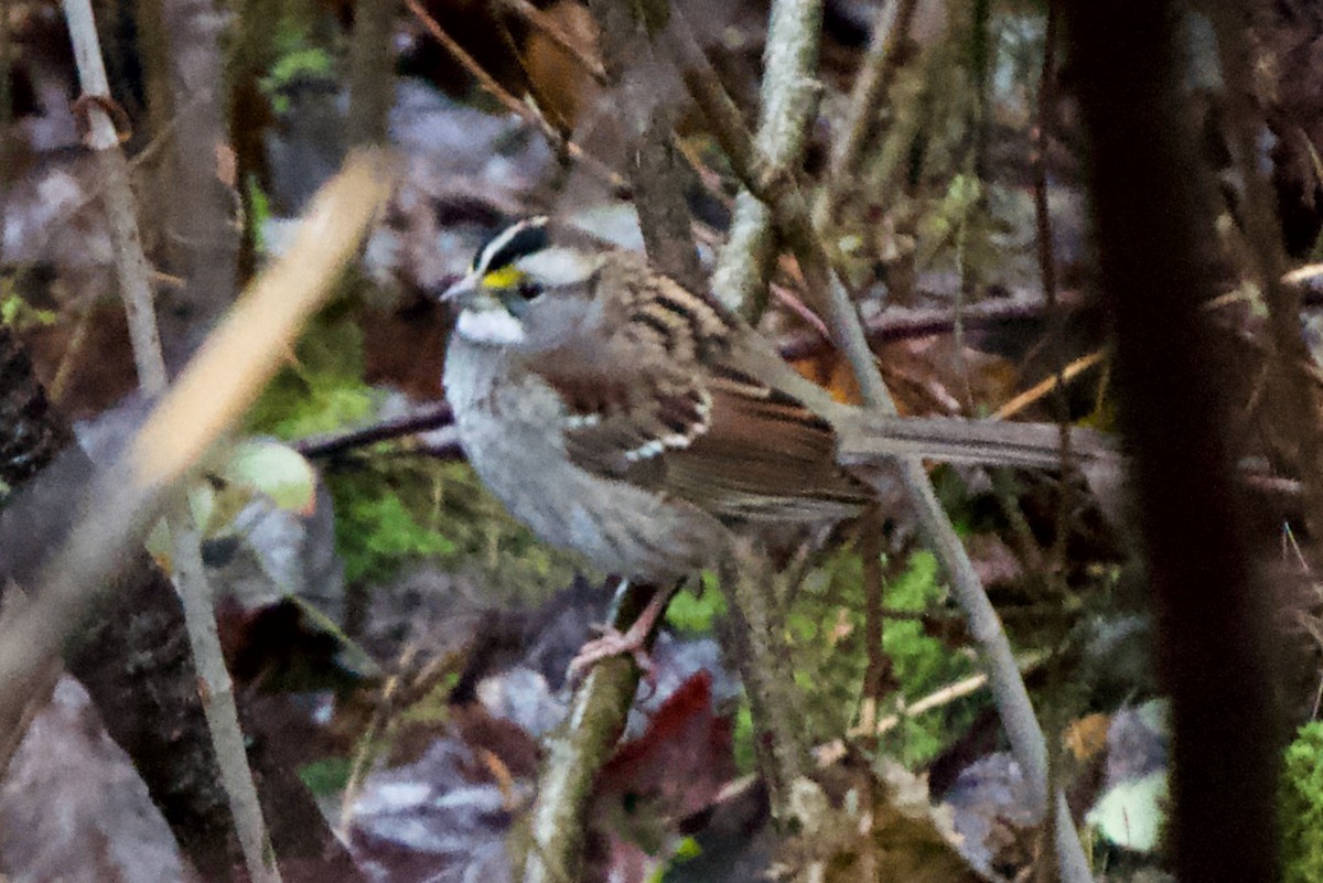 White-throated Sparrow - Ryan Boudreau