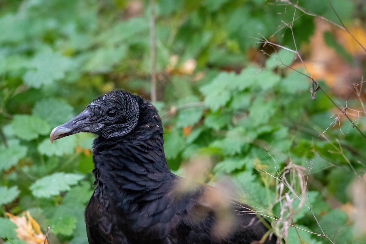 Black Vulture - ML388140501