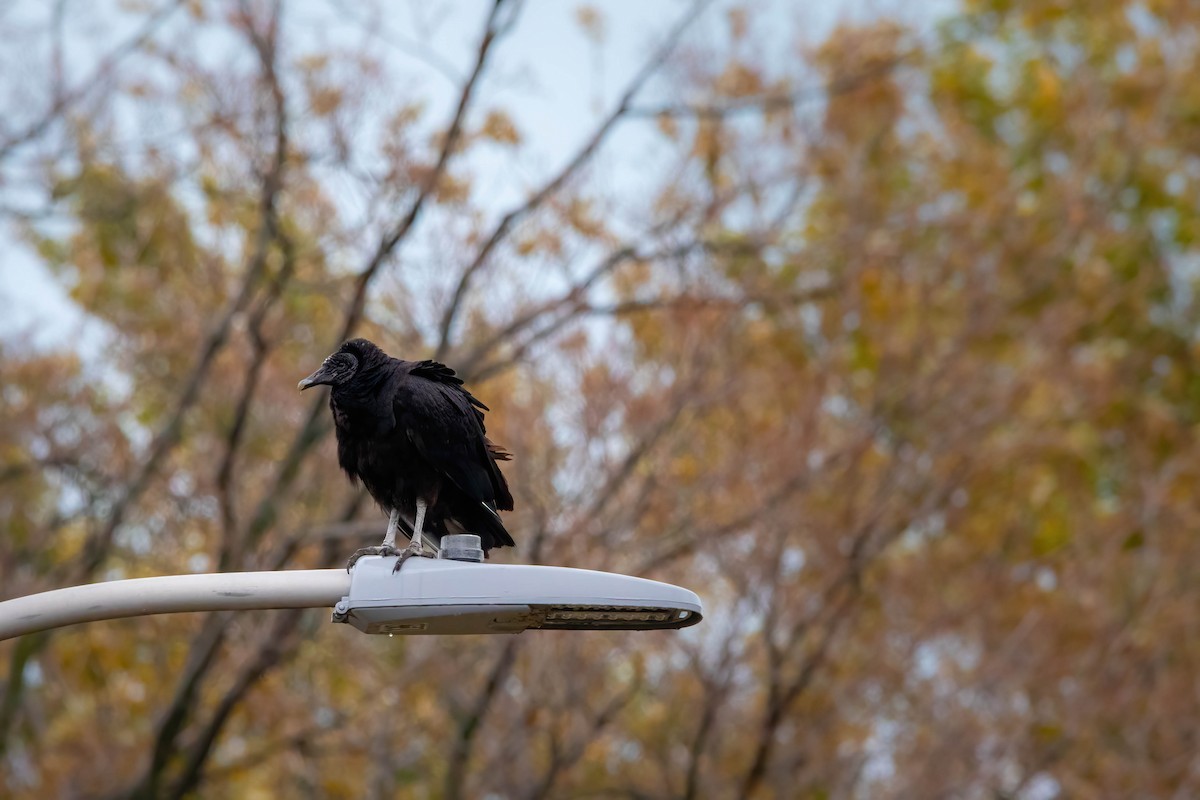 Black Vulture - ML388140631