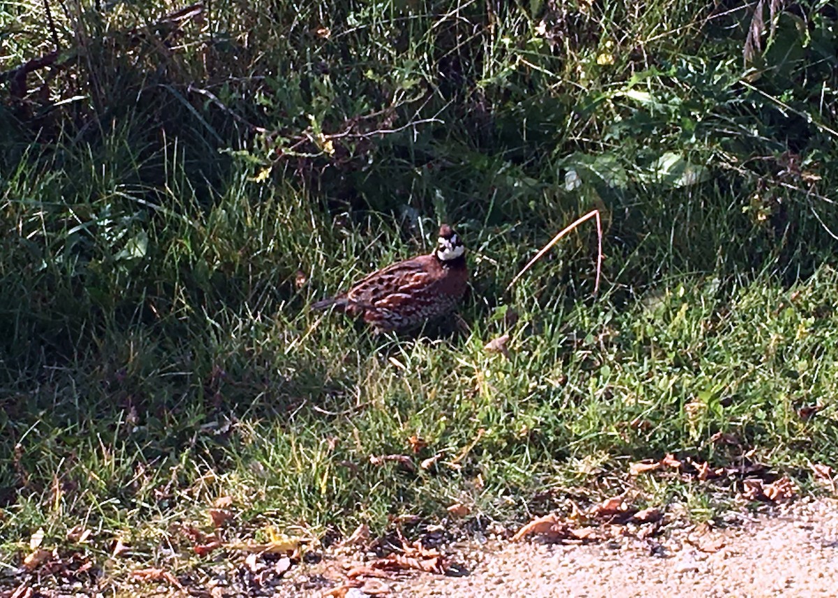 Northern Bobwhite - ML38814111