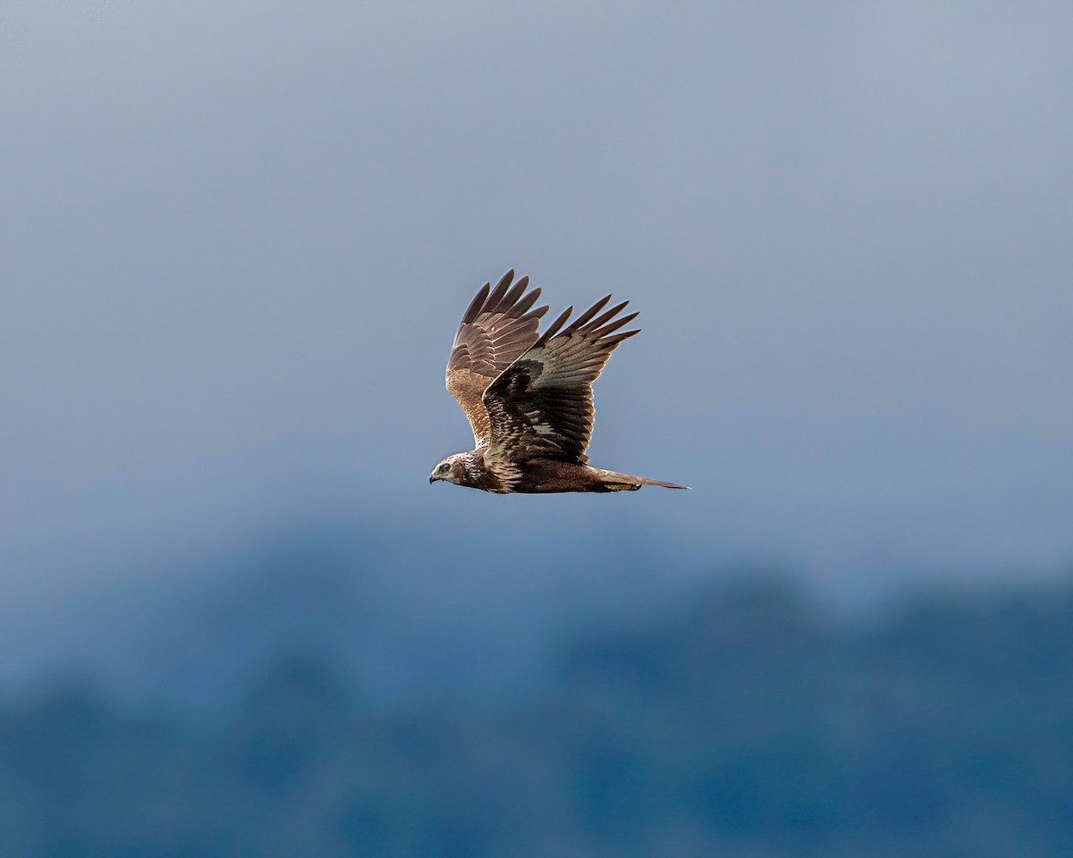 Eastern Marsh Harrier - ML388142221