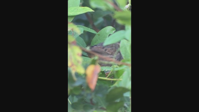 Saltmarsh Sparrow - ML388143381