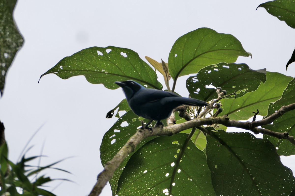 Turquoise Jay - Nancy Houlihan