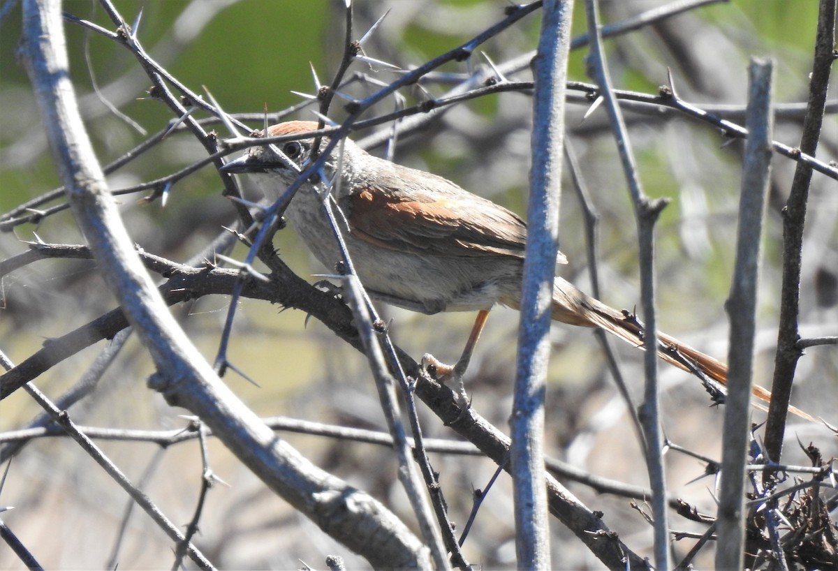 Pale-breasted Spinetail - ML388144461