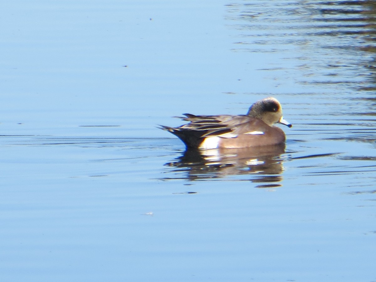 American Wigeon - ML388144671